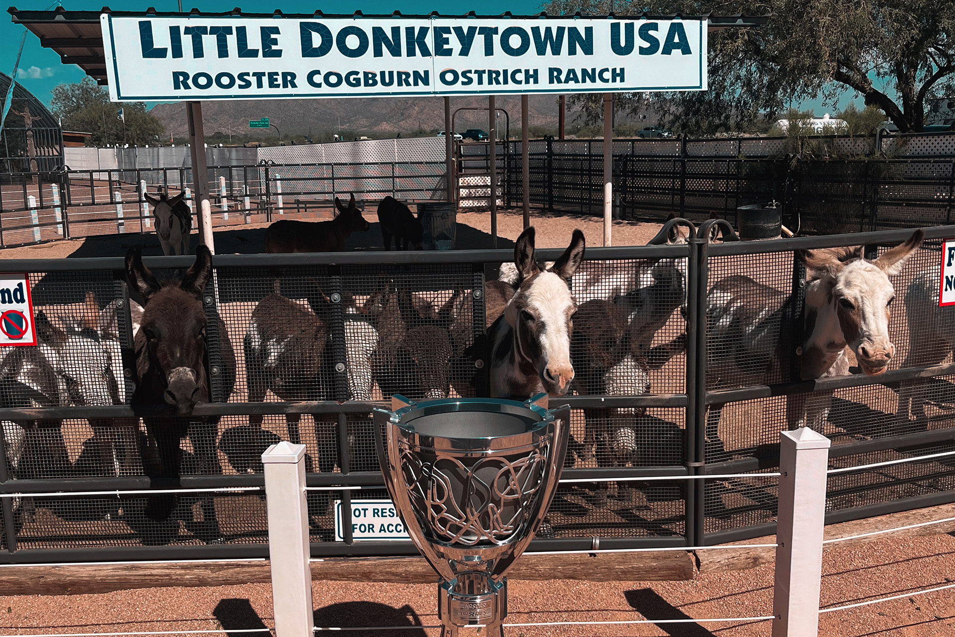 The Bill France Cup in front of donkeys at the Little Donkeytown USA Rooster Coburn Ostrich Ranch